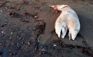Un dauphin à deux têtes a été trouvé sur une plage turque.