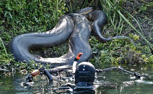 Illustration d'un anaconda.
