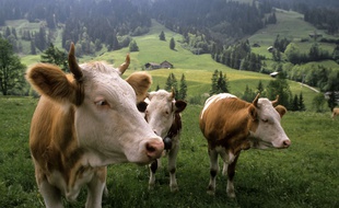 Des vaches en montagne. Illustration.