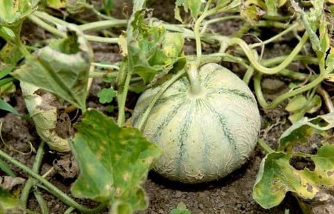 Melons d’été : l’astuce à connaître en août pour éviter qu’ils pourrissent sur sol chaud et récolter plus sucré