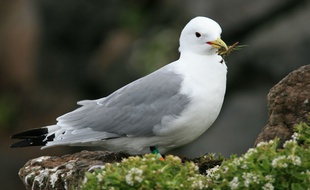 Un fulmar boréal (illustration)