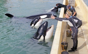Les quatre orques du Marineland d'Antibes avec leurs soigneurs.