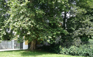 Illustration d'arbres à Lille.