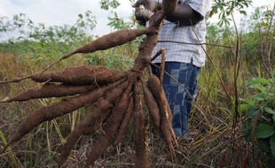 Le manioc, qui nourrit 500 millions de personnes dans le monde, est attaqué en Afrique par un virus en expansion d'Est en ouest à travers le continent. Un congrès de scientifiques et de donateurs réuni cette semaine en Italie va tenter de leur déclarer une guerre totale.