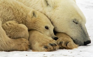 Une femelle ours polaire avec son petit, le 13 novembre 2007 sur la Baie de l'Hudson, au Canada