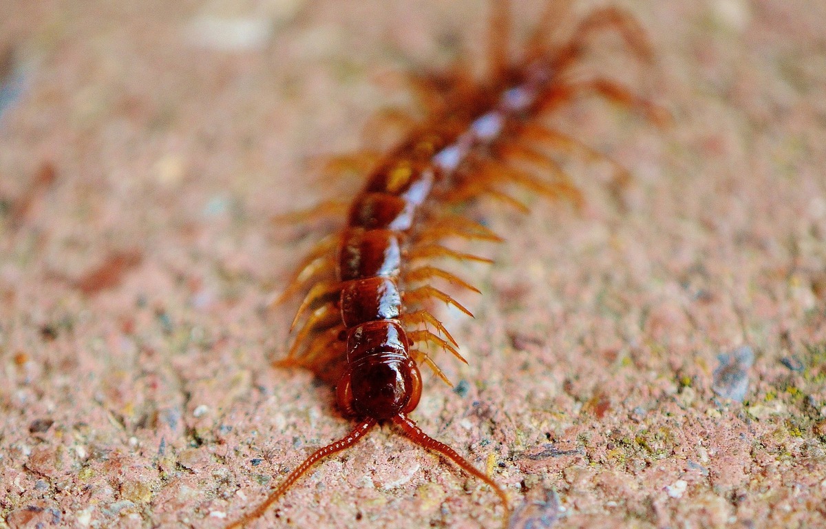 Pourquoi Des Mille Pattes Dans La Maison Ventana Blog