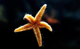 Un virus est responsable de l'hécatombe sans précédent et jusque-là mystérieuse des étoiles de mer sur la côte ouest des Etats-Unis depuis le printemps 2013, selon des scientifiques