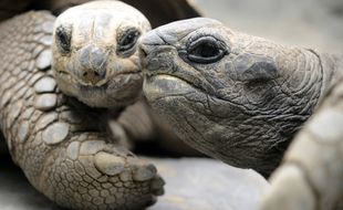 Des tortues dédaigneuses. (illustration)