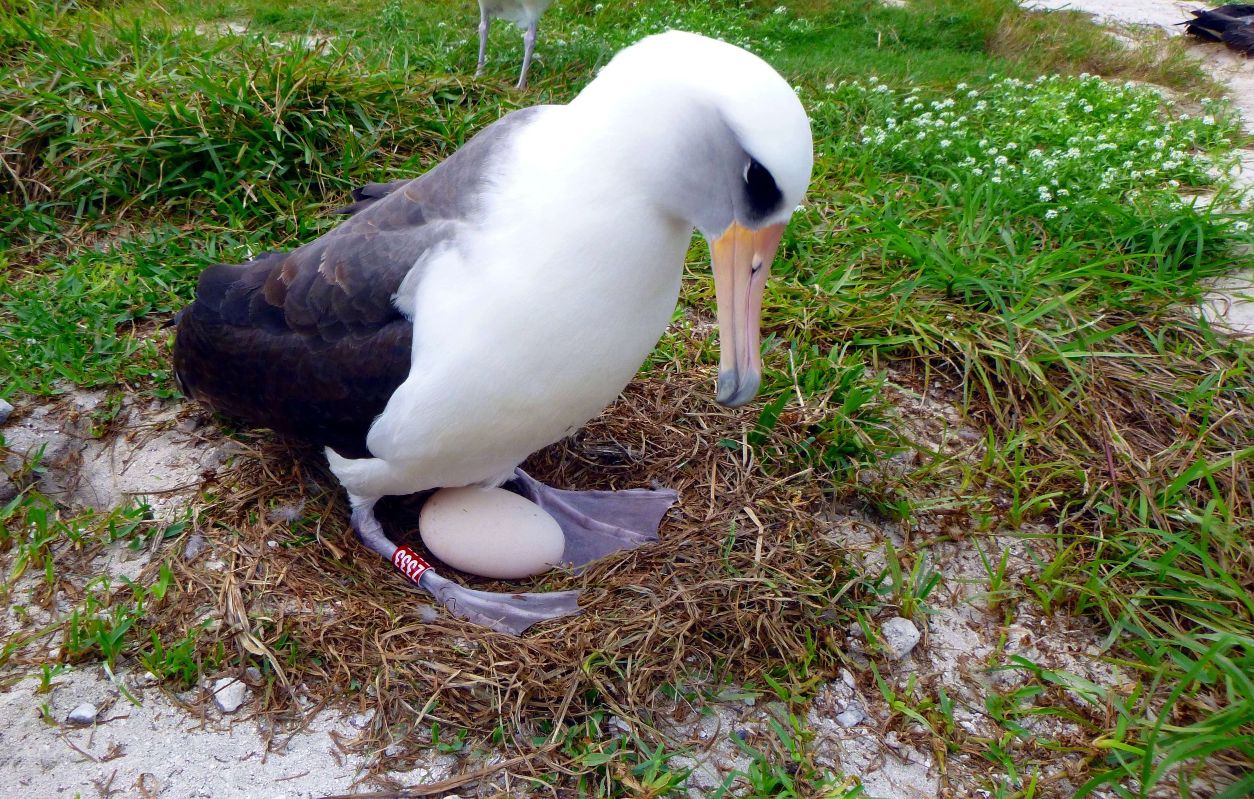 La femelle albatros sauvage Wisdom, alors âgée de 66 ans, en train de couver un œuf en 2016 sur l'atoll de Midway (Hawaï).