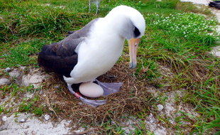 L'albatros sauvage Wisdom, alors âgée de 66 ans, en train de couver un oeuf en 2016 sur l'atoll de Midway (Hawaï).