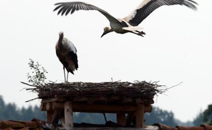 C'est une belle histoire de coexistence heureuse: comptant plus de cigognes que d'habitants à la belle saison, le hameau polonais de Zywkowo protège ces oiseaux majestueux qui leur apportent le bonheur, des touristes, et, si on en croit la légende, des bébés.