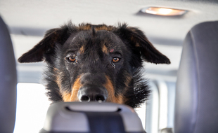 Un des chiens sauvés par la police nationale