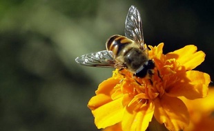 Près de la moitié des colonies d'abeilles suisses, soit 100.000 colonies, ont péri l'hiver dernier, un triste record, selon une étude publiée mardi par les autorités suisses, pour qui la douceur du printemps et de l'automne 2011 ont favorisé la multiplication du parasite principal responsable de ces pertes.