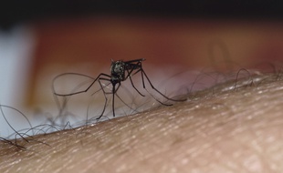 Le virus du Nil occidental est transmis à l'homme par les moustiques.