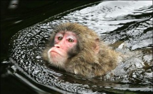 Un macaque a élu domicile depuis le début de la semaine à La Roche-sur-Yon à l'issue d'un périple de 90 km depuis la Loire-Atlantique et donnait depuis du fil à retordre aux autorités car il refuse de se laisser approcher.