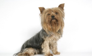 Un Yorkshire terrier prend la pose. Illustration.