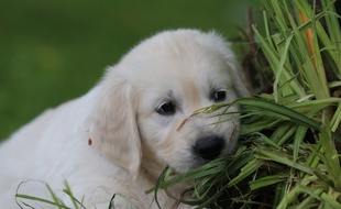 Photo d'iillustration d'un chiot.