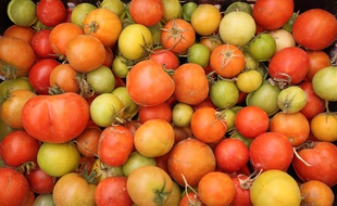 Récolte de tomates (illustration).