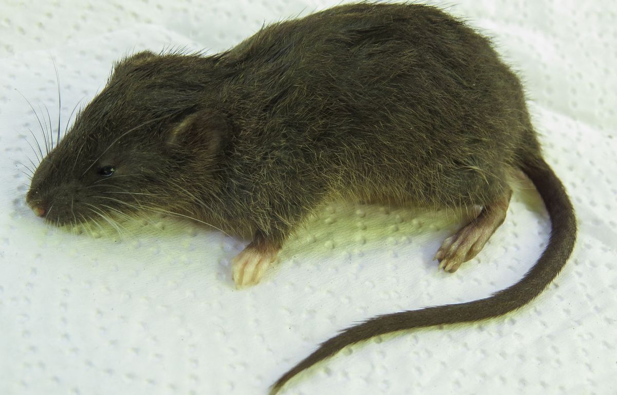 Pérou : Une espèce inconnue de rongeur découverte dans la jungle
