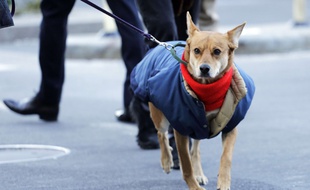 Un chien affronte le froid.