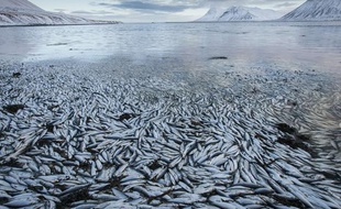 Des milliers de harengs sont morts dans un fjord islandais, le 5 février 2013 dans le Kolgrafafjordur.