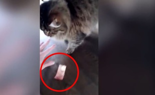 Un chat vole un billet de 10 euros - Le Rewind -