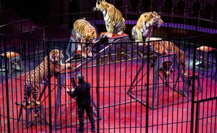 Des animaux dans un cirque.