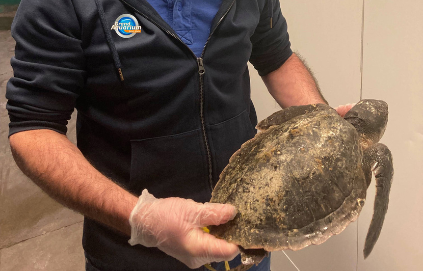 Côtes-d'Armor : Une tortue de Kemp, espèce rare et menacée ...