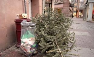 Sapins jetés dans la rue. Le 08 01 07