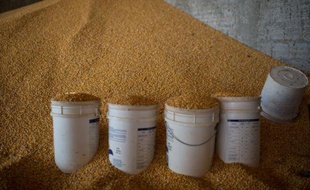 La Chine va faciliter les importations de maïs brésilien et souhaite inscrire dans sa politique de gouvernement le fait d’acheter plus de soja au géant sud-américain, ont indiqué les services de la présidence du Brésil