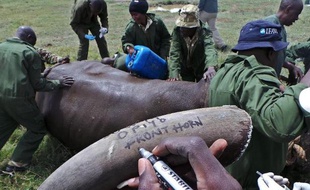Afin de lutter contre le braconnage, des responsables des Services de protection de la faune du Kenya (KWS) implantent une puce électronique sur la corne d'un rhinocéros endormi dans le parc national de Nairobi, le 7 novembre 2013