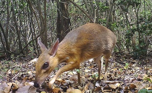 Un chevrotain à dos argenté a été photographié au Vietnam.