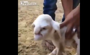 Capture d'acran d'une vidéo YouTube montrant un agneau né avec des malformations faciales le faisant ressembler à un vieillard.