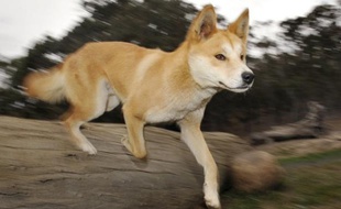 La justice a conclu qu'un bébé disparu il y a 32 ans dans le désert d'Australie avait été enlevé par un chien sauvage, un dingo, point final d'une affaire retentissante qui a passionné le pays pendant des décennies, et inspiré quantité de films et de livres.