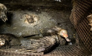 Un canard reproducteur présent dans le site des Pyrénées-Atlantiques dénoncé par L214