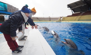 Des dauphins de Marineland (Illustration)