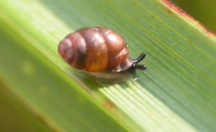 un escargot de l'espèce Vertigo de Des Moulins