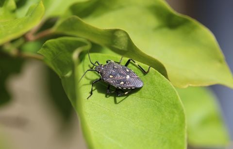 Invasion de punaises diaboliques dans le Lot-et-Garonne