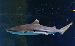 Le gouvernement de la Nouvelle-Calédonie, archipel français du Pacifique sud, a décidé d'interdire la pêche aux requins dans toute sa zone économique exclusive (ZEE), a-t-il indiqué mercredi.
