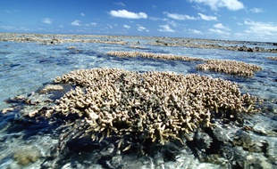 La Grande barrière de corail, en Australie.