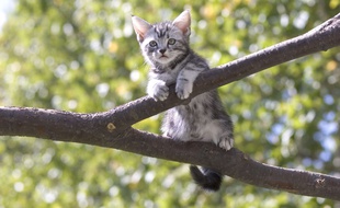Un chaton dans un arbre. Illustration.