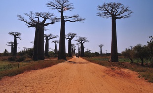 Le territoire malgache abrite six espèces différentes de baobabs sur les huit que compte l'ensemble de la planète.