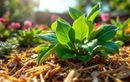 Ne laissez plus vos massifs s’assécher : ces deux gestes simples vont sauver votre jardin cet été