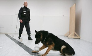 Les chiens suivent des milliers de séances d'entraînement pour comparer les odeurs. A la police technique et scientifique d'Ecully, le 28 septembre 2010.