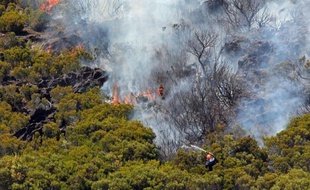Le parc national de l'île de La Réunion, en proie depuis mardi à un incendie dévastateur, est un écrin unique au monde pour de nombreuses espèces végétales, ce qui lui a valu d'être inscrit en 2010 sur la liste du patrimoine mondial de l'humanité par l'Unesco.