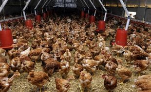 Des poulets labelisés AB (Agriculture Biologique, ou