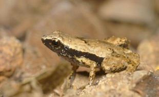 Une grenouille Gardiner, des îles Seychelles, l'une des plus petites espèces de grenouille au monde.
