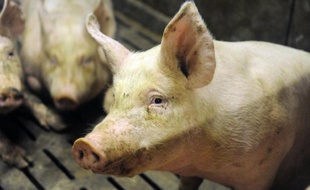 Un élevage de cochons à Ploneour-Lanvern, le 11 août 2015