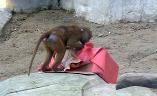 Un babouin ouvre un cadeau de Noël au parc zoologique de Paris.