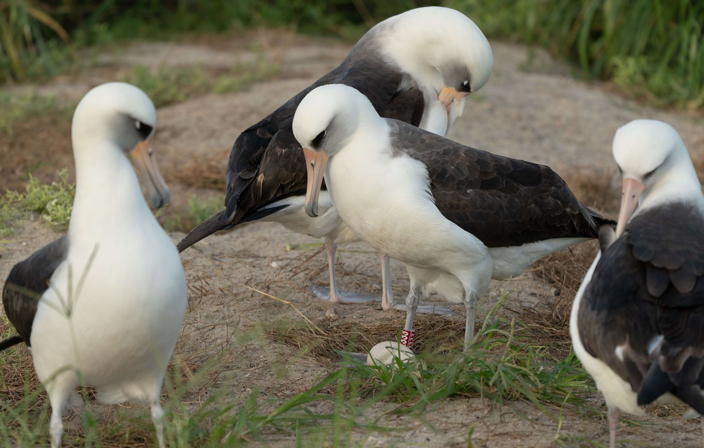 https://img.20mn.fr/kBZ0haBxQ7mQtv8KrKfdDyk/1444x920_mandatory-credit-photo-by-dan-rapp-usfws-planet-pix-via-zuma-press-wire-shutterstock-14970560a-wisdom-a-laysan-albatross-and-the-oldest-known-wild-bird-stands-over-her-recently-laid-egg-as-other-birds-gather-around-the-ground-nest-on-midway-atoll-national-wildlife-refuge-november-27-2024-on-midway-atoll-wisdom-was-banded-by-biologists-in-1959-and-is-estimated-to-be-at-least-74-years-old-oldest-known-laysan-albatross-lays-egg-on-midway-atoll-um-united-states-of-america-27-nov-2024-shutterstock-editorial-oldest-known-laysan-albatross-14970560a-2412042352